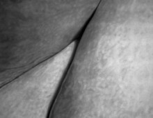 flesh (inside)